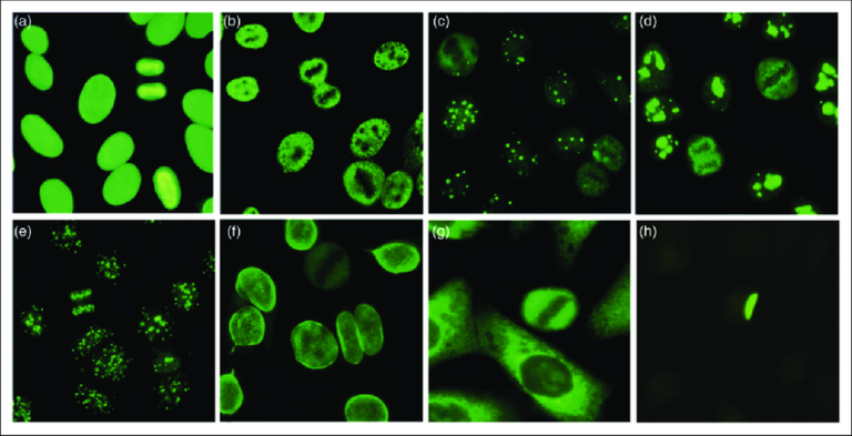 Title: Understanding Fluorescence Assay Kits: A Comprehensive Guide