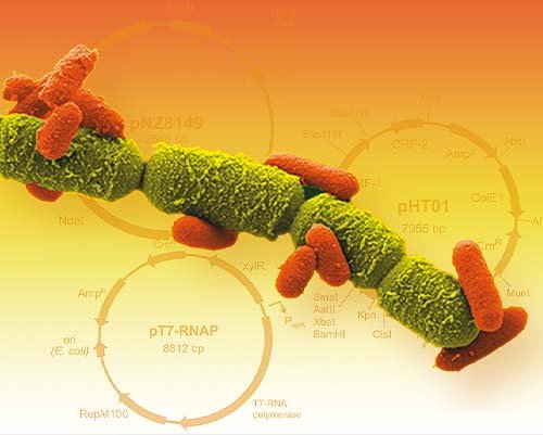 Recombinant Proteins and Their Clinical Importance