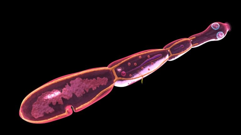 Clinical Significance of Echinococcus Infection and Its Diagnosis