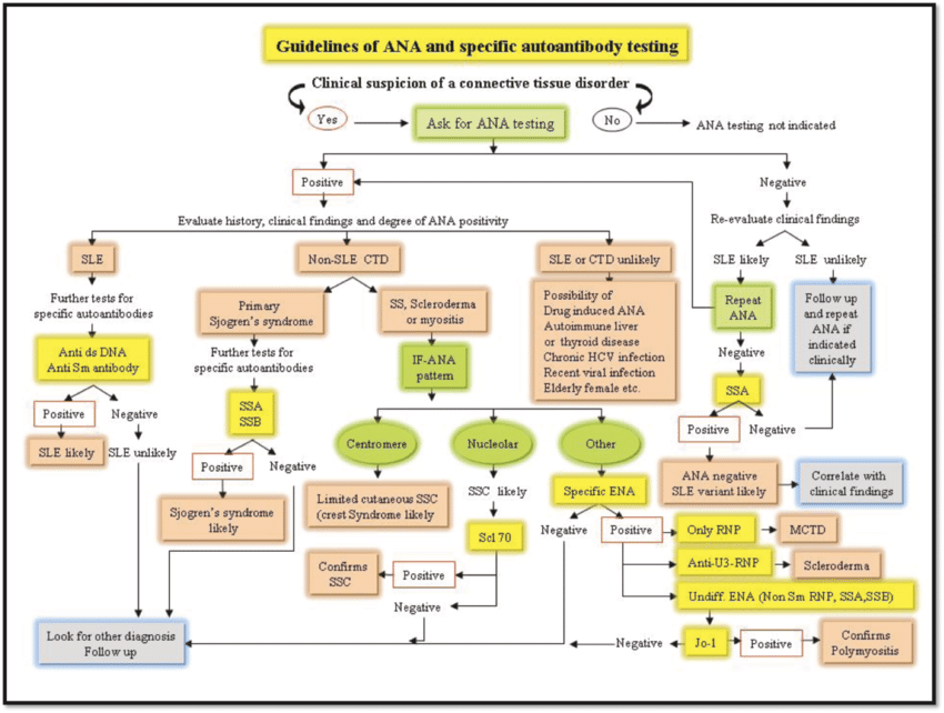 Structured autoimmune diagnostic workflow