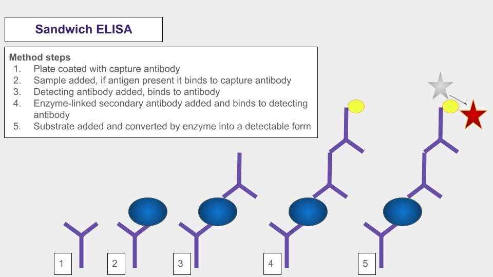 Diagram of a sandwich assay