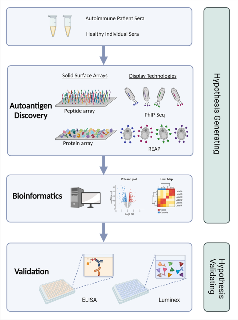 Structured workflows allow laboratories to transform complex immune signals into coherent diagnostic narratives.