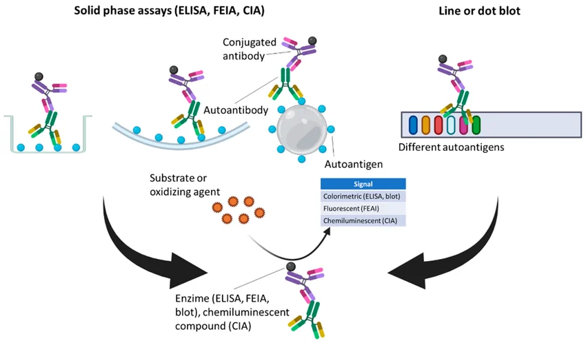 “Comparison of autoimmune diagnostic technologies including ELISA, IFA and line immunoassay”