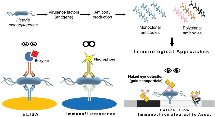 Immunoassay formats include ELISA (Enzyme-Linked Immunosorbent Assay), Immunofluorescence Assay, and Lateral Flow Immunochromatographic Assay.